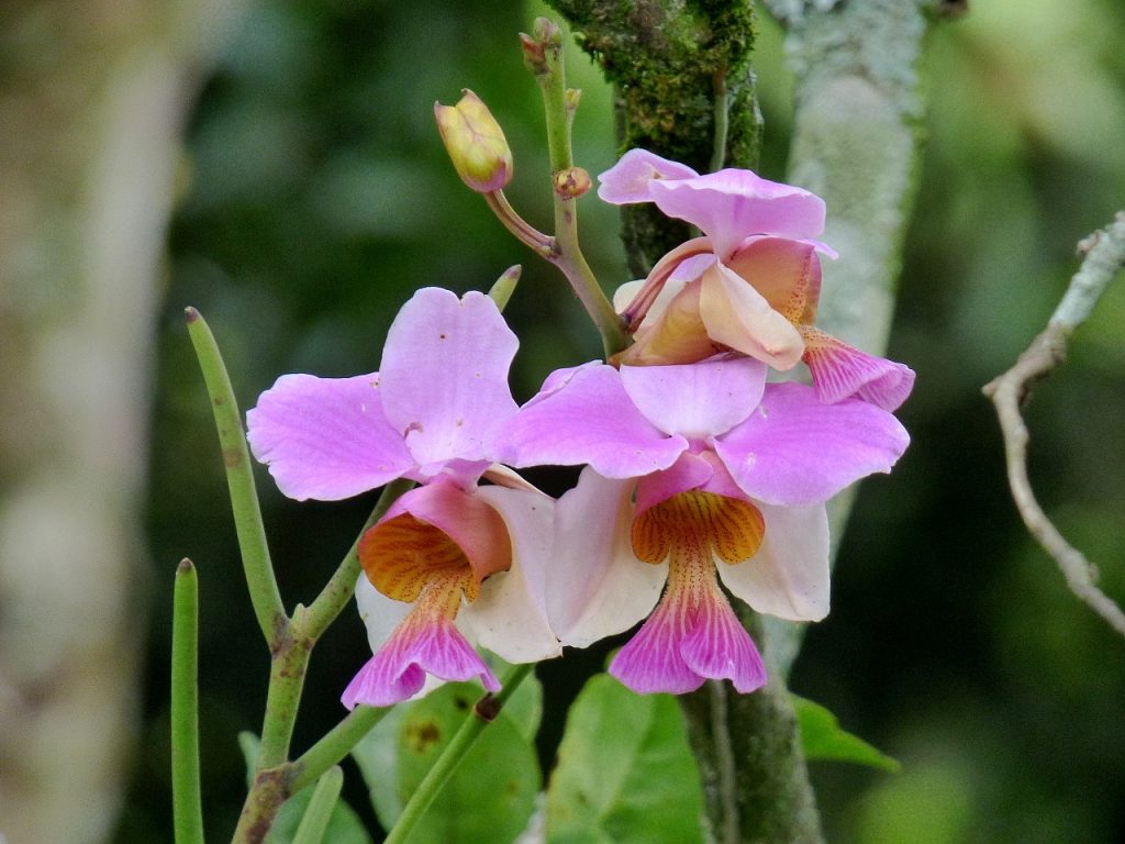 O que procurar na Primavera: as orquídeas - Wilder