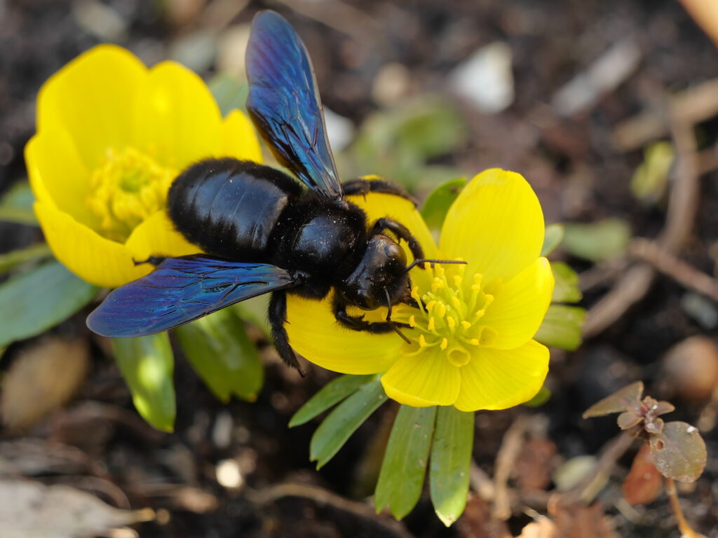 Abelha preta com asas azuis sobre uma flor 