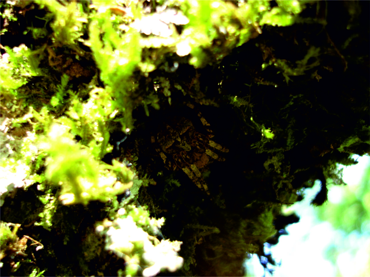 aranha dissimulada num tronco com musgo