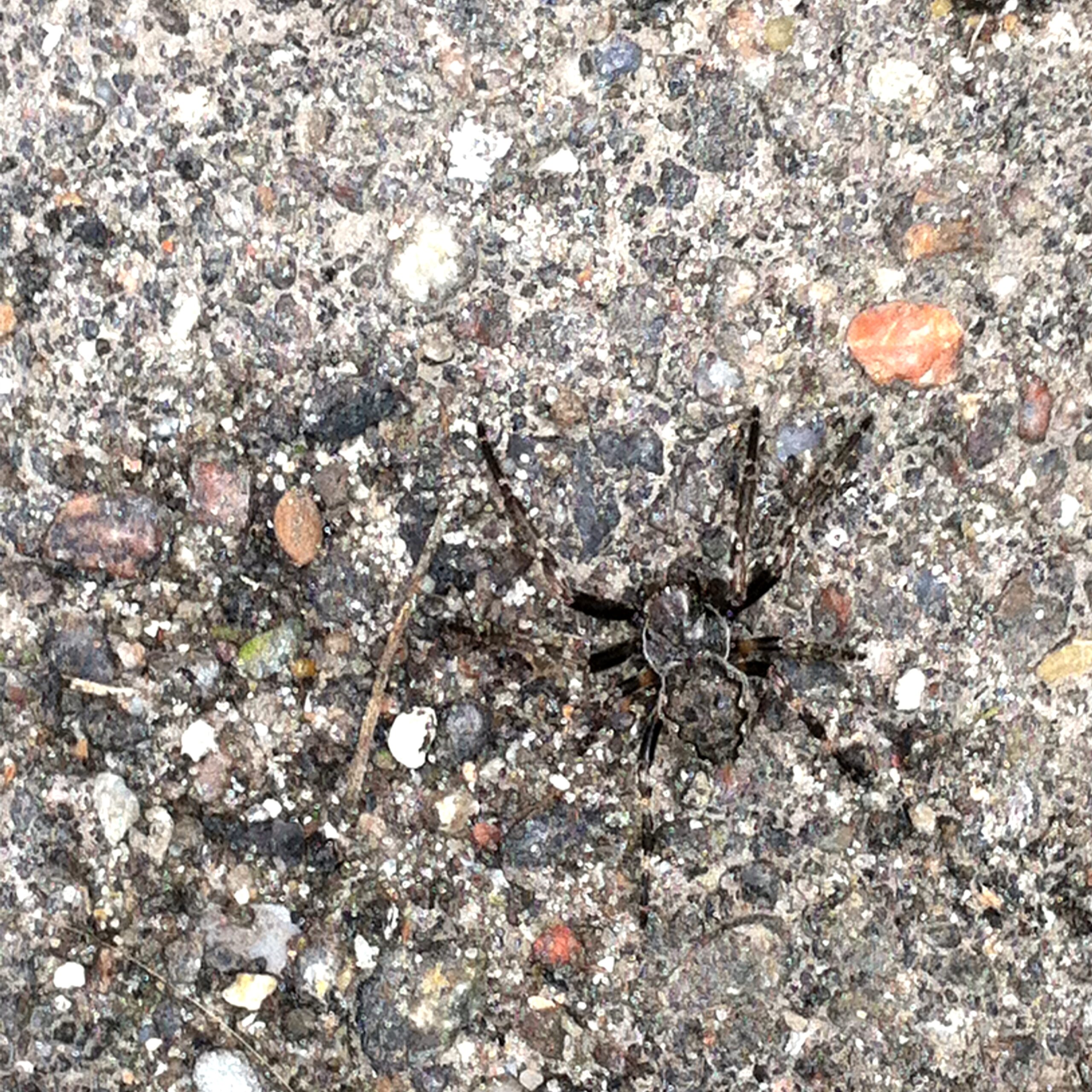 aranha preta num chão de pedra cinzento-escuro, com cores semelhantes