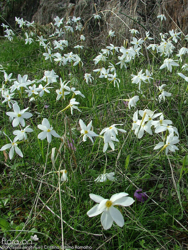 Muitos narcisos-bravos em flor num prado
