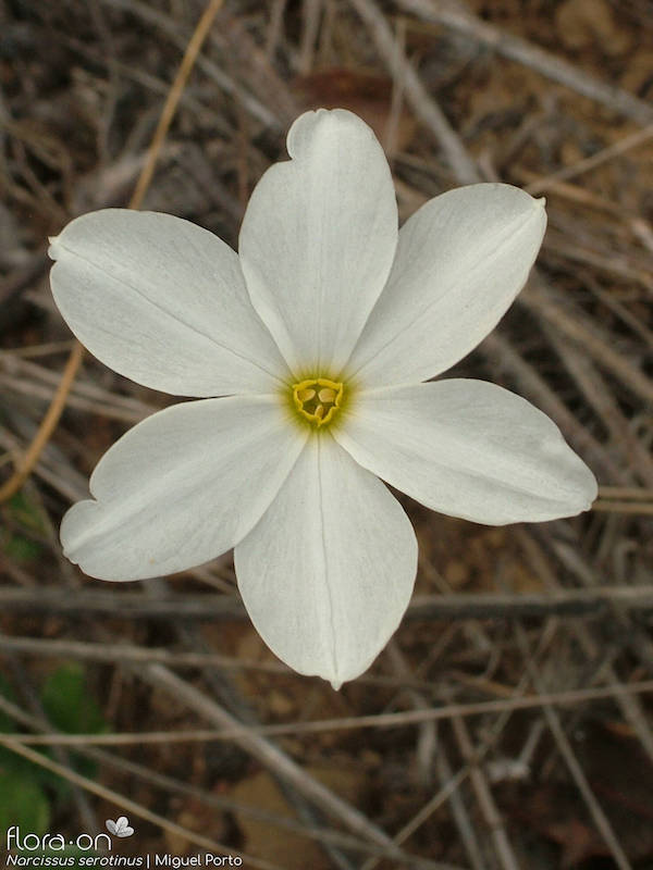 A flor de um narciso-bravo