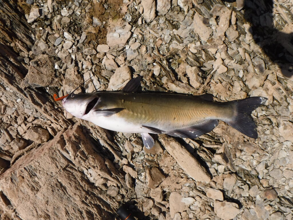 Um peixe-gato-americano capturado, ainda com anzol na boca, em cima das rochas 