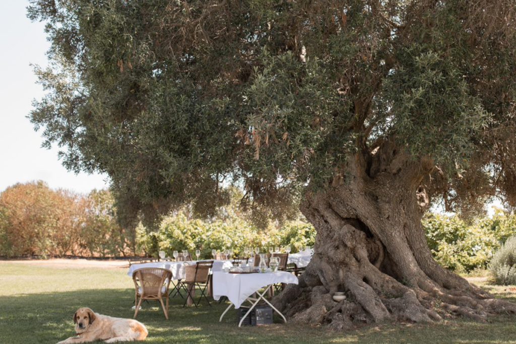 Uma oliveira com o tronco retorcido. Junto à árvore há uma grande mesa posta, com toalha branca. Vêem-se copos por cima.