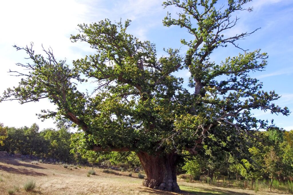 Uma árvore de tronco grosso, com as folhas verdes, no meio de um terreno 