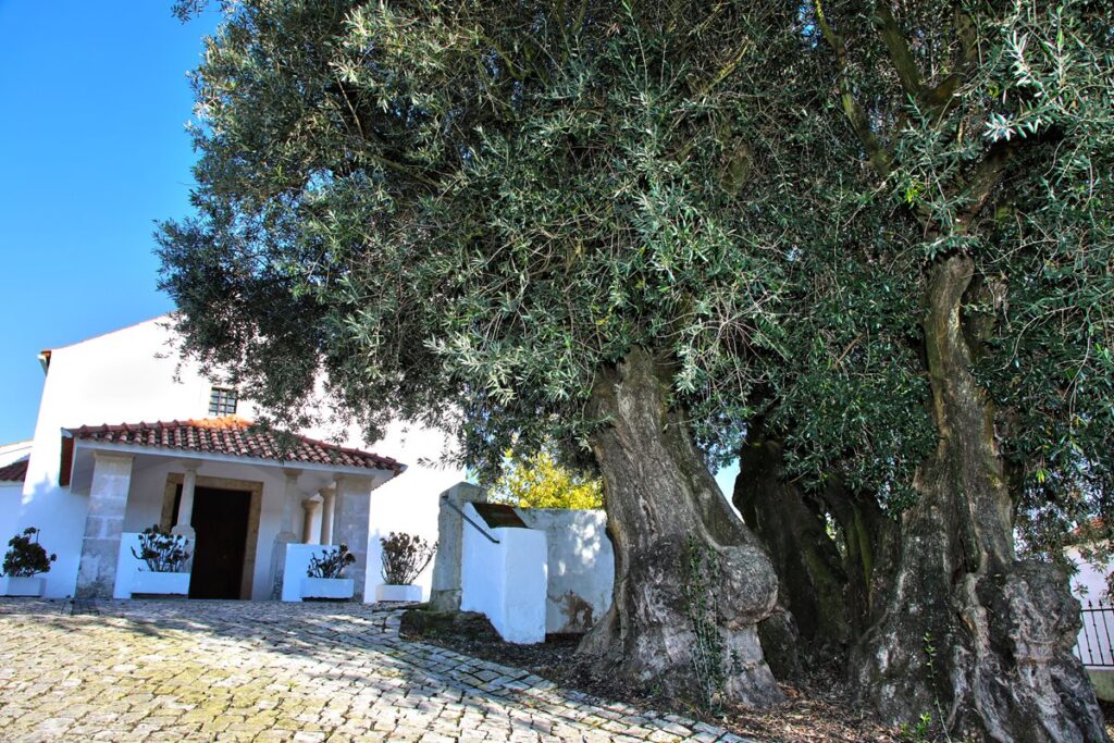 Uma oliveira com três grossos troncos e oca no meio, junto a uma casa branca