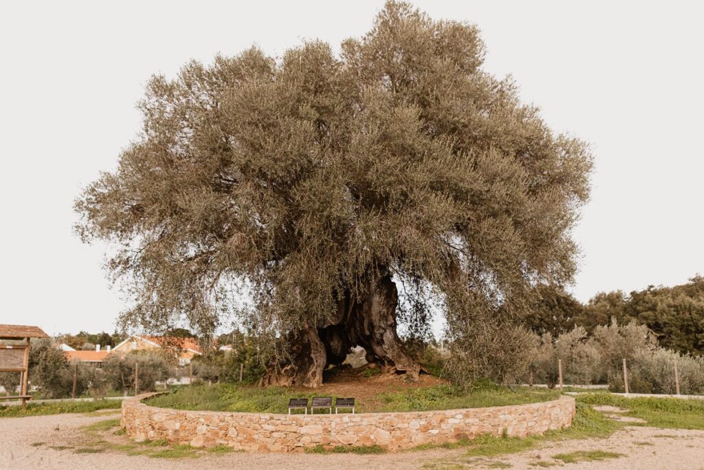 Uma oliveira com o tronco oco, isolada, em destaque numa espécie de elevação rodeada por um murete de pedra
