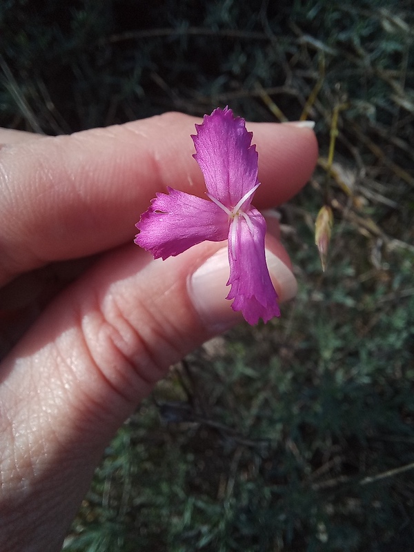 Uma pequena flor com três petalas rosa, parecendo faltar uma pétala